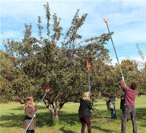 long handle fruit picker