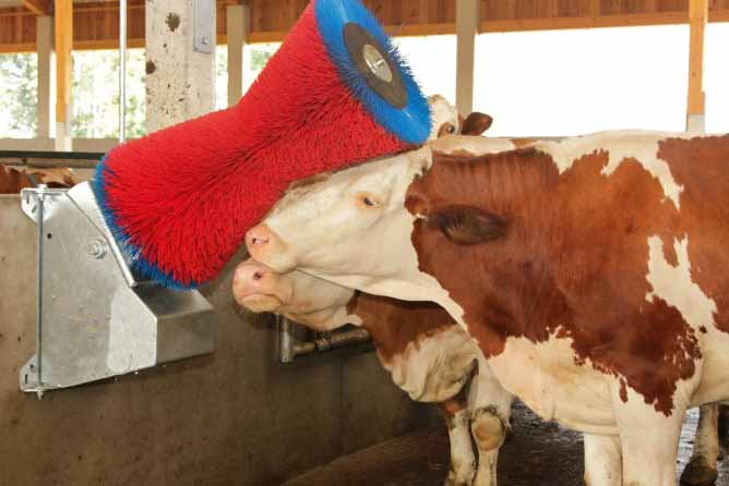 cattle cleaning brush